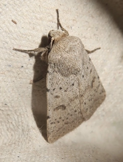 Hoplodrina respersa - bogáncs-selymesbagoly