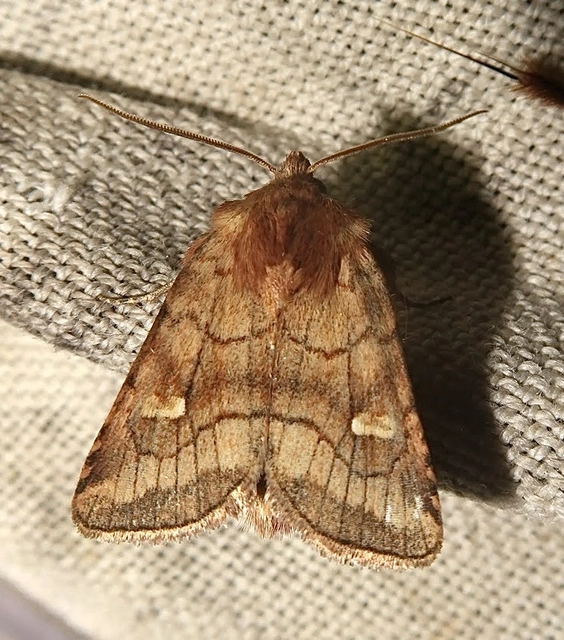 Eriopygodes imbecilla - butabagoly