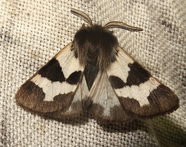 Watsonarctia deserta - tarka medvelepke