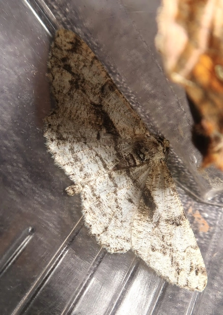 Peribatodes umbraria - fagyal-faaraszoló
