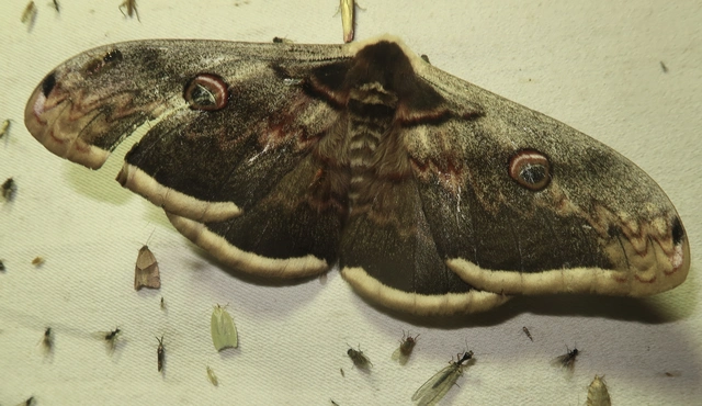 Saturnia pyri - nagy pávaszem
