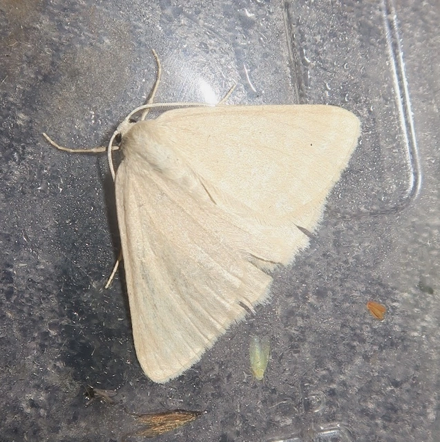 Pseudoterpna pruinata - hamvas zöldaraszoló