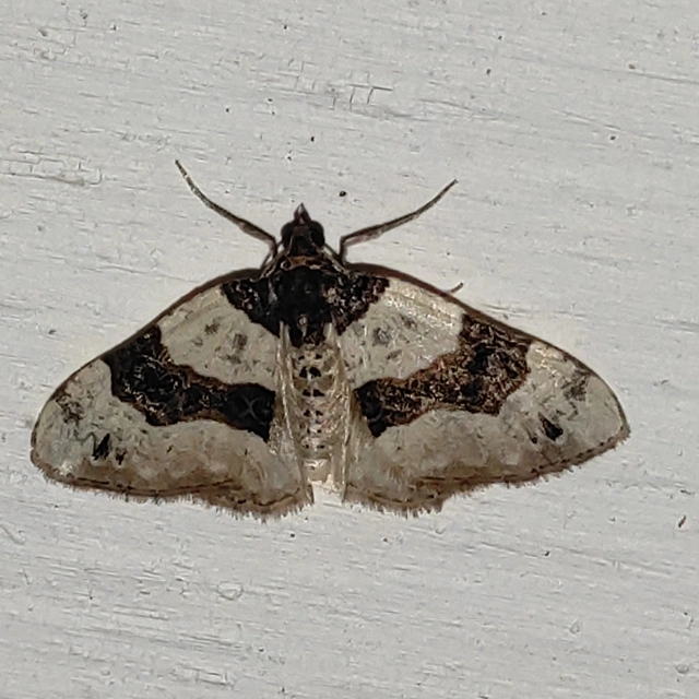 Cosmorhoe ocellata - szemes galajaraszoló