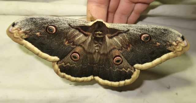 Saturnia pyri - nagy pávaszem
