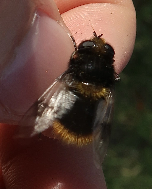 Mallota fuciformis - tarka gyapjaslégy