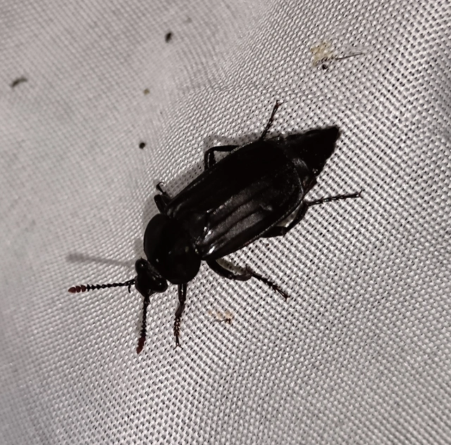 Necrodes littoralis - nagy dögbogár