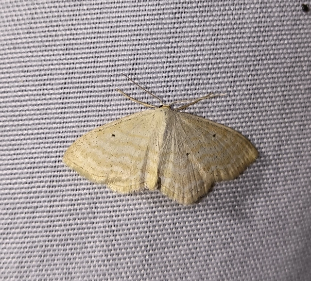 Scopula immutata - réti fehéraraszoló