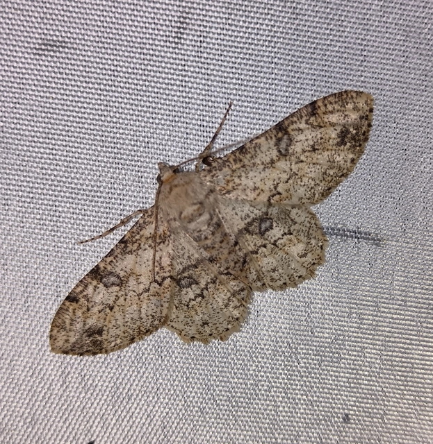 Ascotis selenaria - holdas faaraszoló