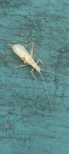 Oecanthus pellucens - pirregőtücsök