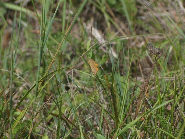 Lythria purpuraria - bíborsávos araszoló