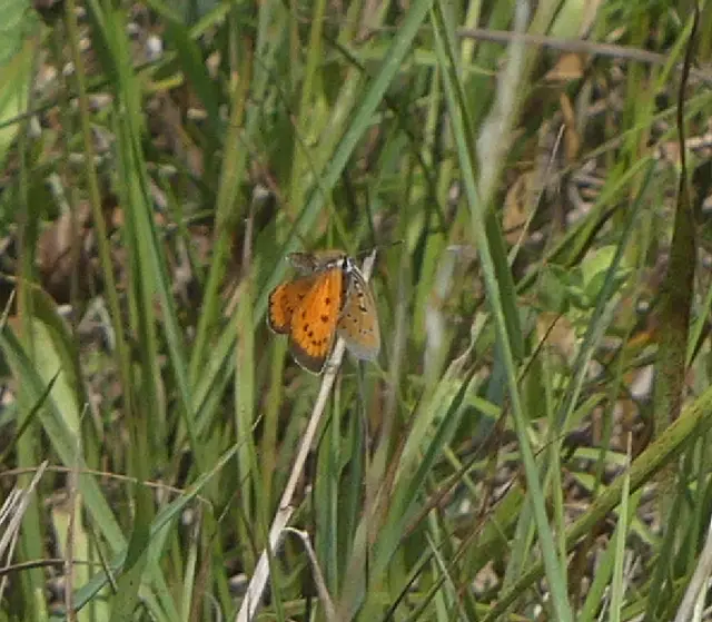 Lycaena dispar rutilus - nagy tűzlepke