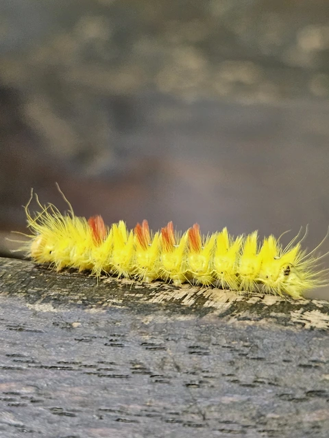 Acronicta aceris - vadgesztenye-szigonyosbagoly