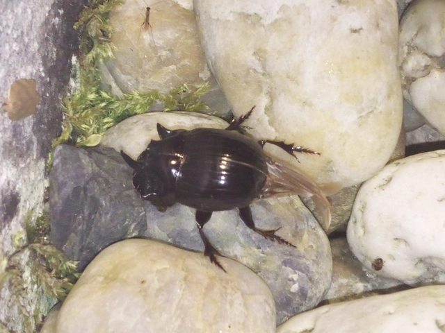 Copris lunaris - közönséges holdszarvú-ganéjtúró