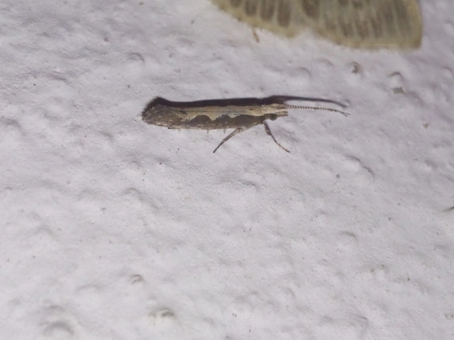 Plutella xylostella - káposztamoly