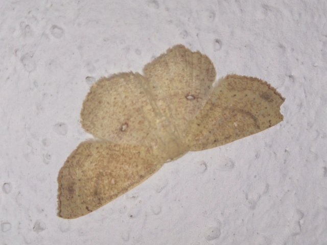 Cyclophora ruficiliaria - vörösrojtú pettyesaraszoló