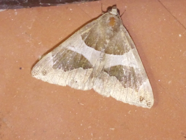 Dysgonia algira - déli porcelánbagoly