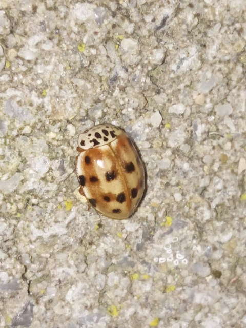 Harmonia quadripunctata - négypettyes katica