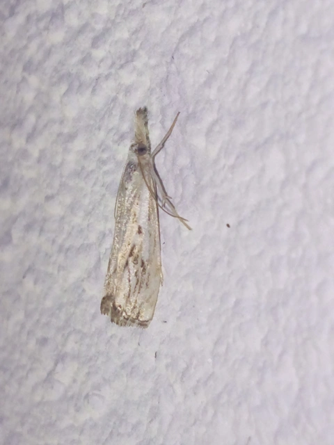 Catoptria falsella - hálós fűgyökérmoly