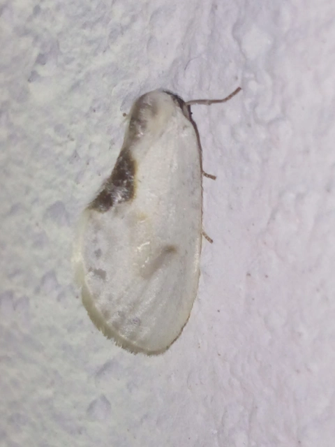 Cilix glaucata - törpe sarlósszövő