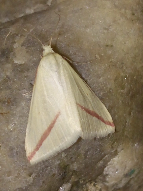 Rhodometra sacraria - rózsacsíkos araszoló