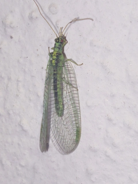Chrysopa perla - aranyszemű fátyolka Chrysopa perla - aranyszemű fátyolka