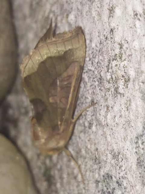 Diachrysia chrysitis - aranybagoly