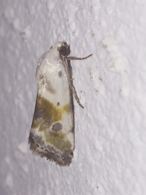 Ponometia candefacta - parlagfűbagoly