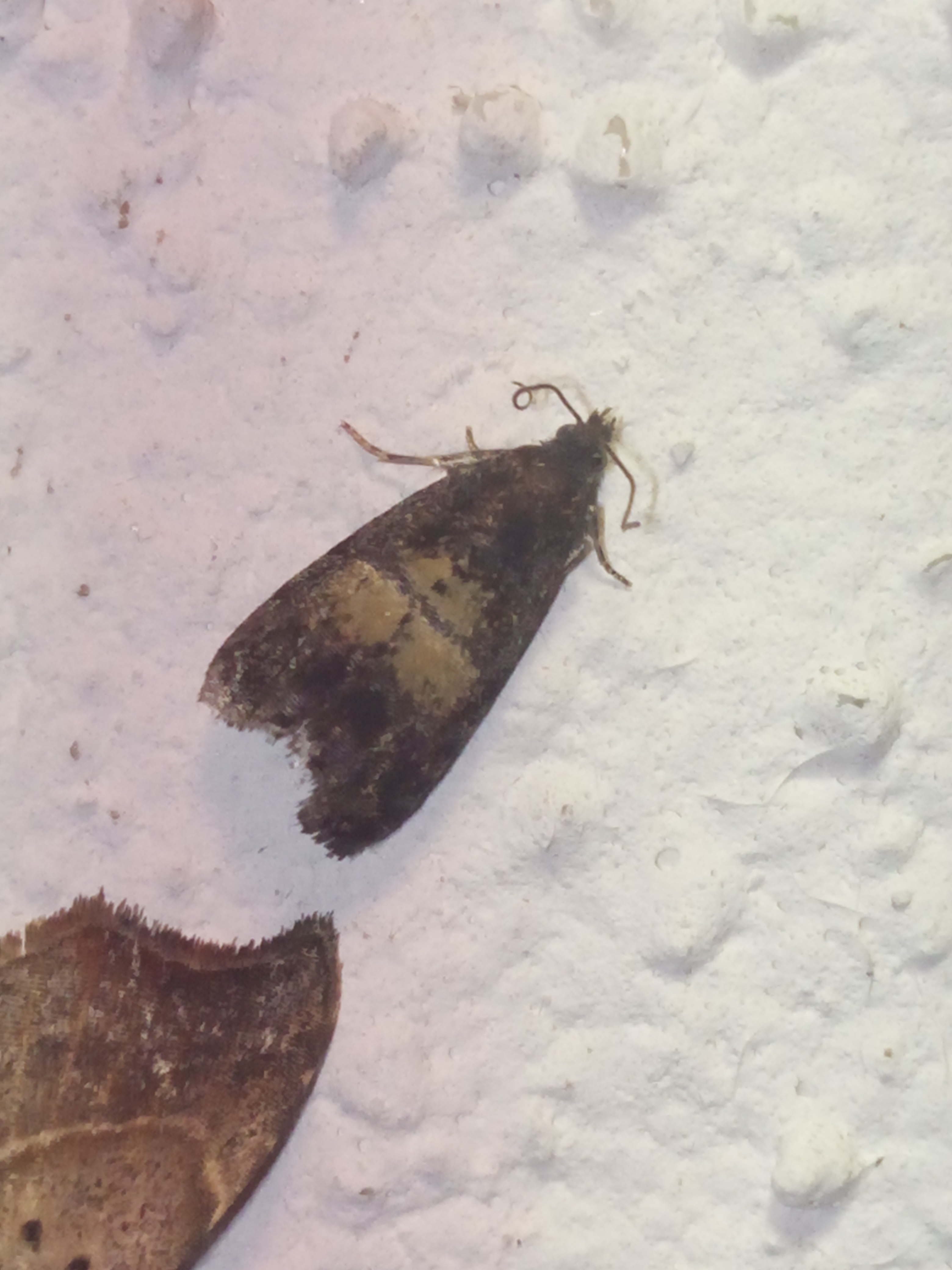Endothenia nigricostana - tisztesfű-tükrösmoly
