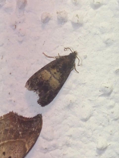 Endothenia nigricostana - tisztesfű-tükrösmoly