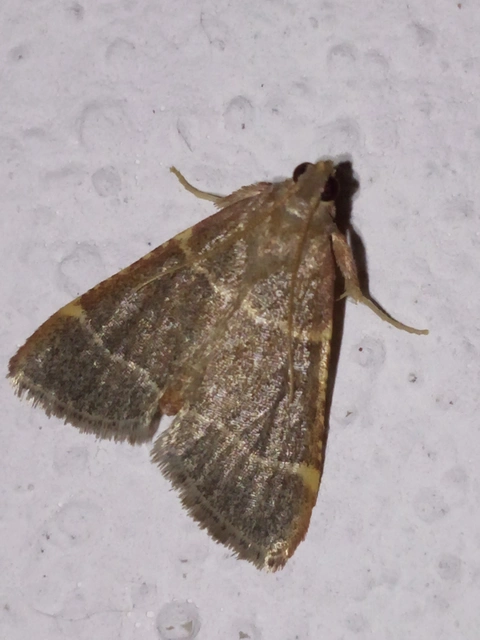 Hypsopygia glaucinalis - rezes fényilonca