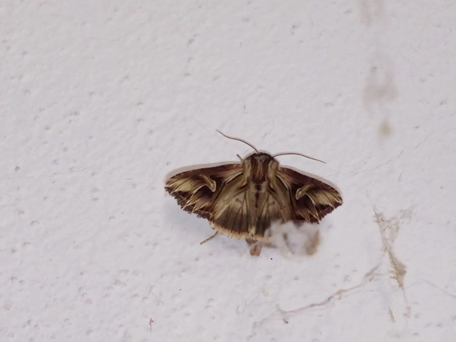 Actinotia polyodon - nagy sugarasbagoly