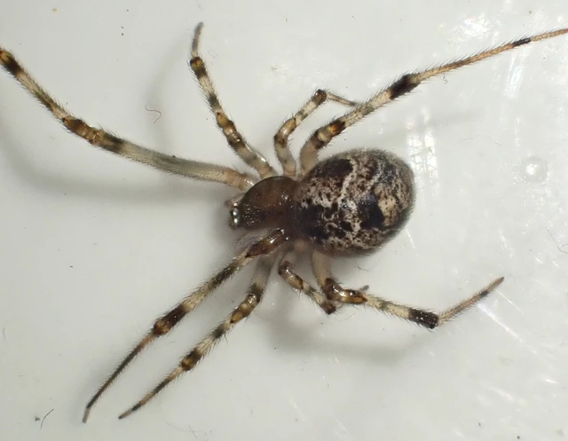 Parasteatoda tepidariorum - üvegházi törpepók