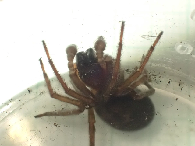 Amaurobius ferox - nagy eretnekpók