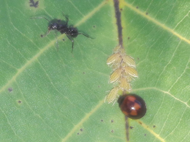 Exochomus quadripustulatus - négyfoltos szerecsenkata