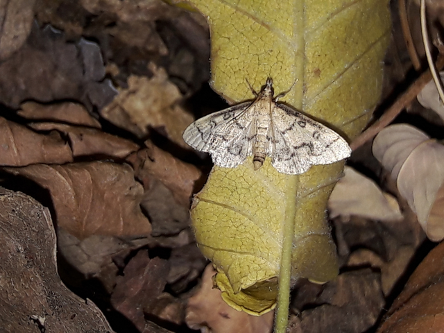 Metasia ophialis - kígyósávos tűzmoly