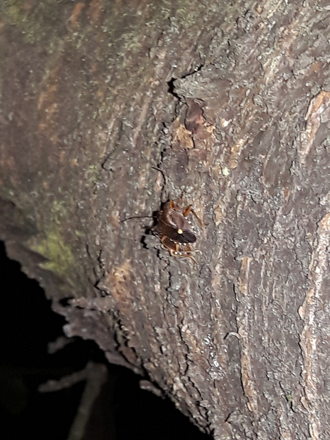 Pentatoma rufipes - vöröslábú címerespoloska Pentatoma rufipes - vöröslábú címerespoloska
