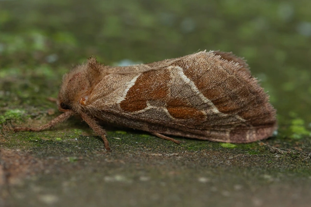 Triodia sylvina - kis gyökérrágólepke