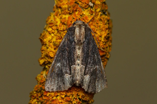 Dypterygia scabriuscula - szurokbarna nyáribagoly