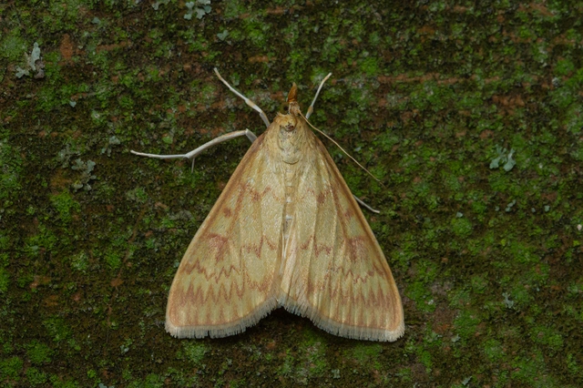 Ostrinia nubilalis - kukoricamoly