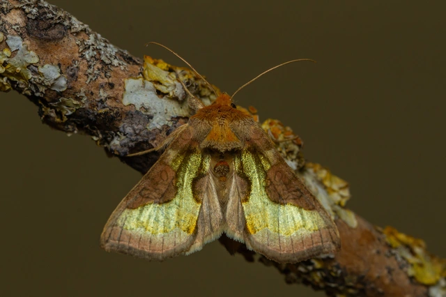 Diachrysia stenochrysis - rejtőző aranybagoly