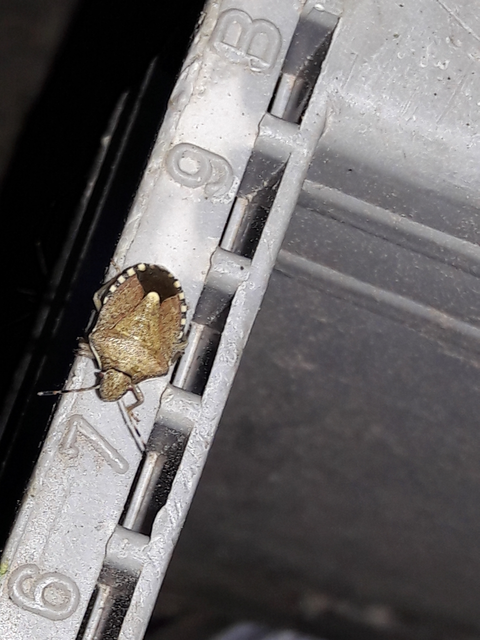 Peribalus strictus - tavaszi címerespoloska Peribalus strictus - tavaszi címerespoloska