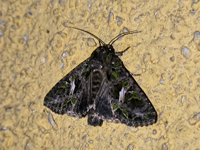 Trachea atriplicis - nyári zöldbagoly