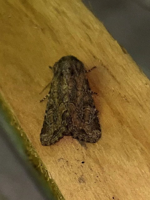 Luperina testacea - barnás szürkebagoly