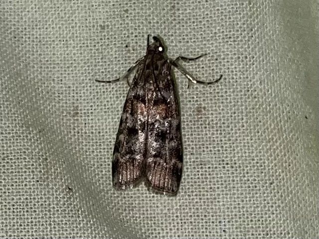 Dioryctria sylvestrella - tobozrágó karcsúmoly