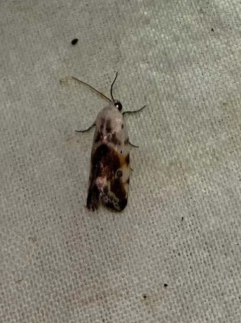 Ponometia candefacta - parlagfűbagoly