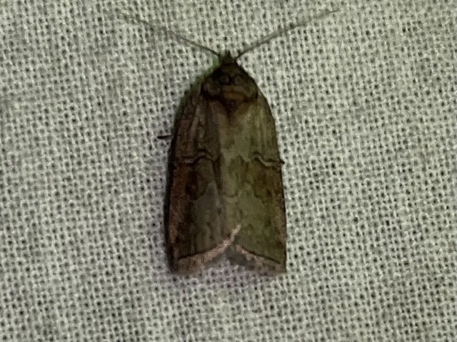 Nycteola asiatica - nyárfa-trapézbagoly
