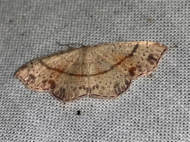 Cyclophora punctaria - sávos pettyesaraszoló