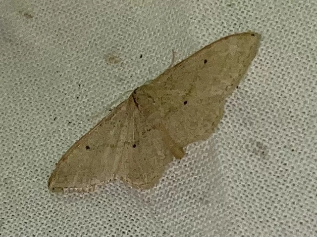 Idaea straminata - szalmasárga sávosaraszoló