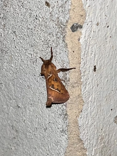 Triodia sylvina - kis gyökérrágólepke