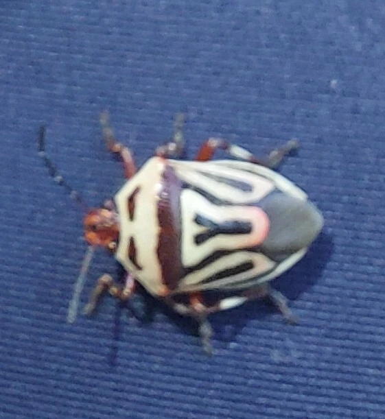 Perillus bioculatus